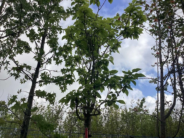 Bolcatalpa - bolboom - afbeelding 2 van  2
