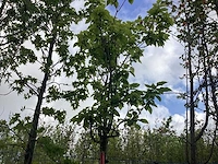 Bolcatalpa - bolboom