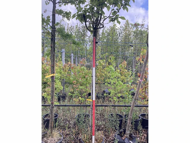 Bolcatalpa - bolboom - afbeelding 1 van  2