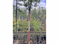 Bolcatalpa - bolboom - afbeelding 1 van  2