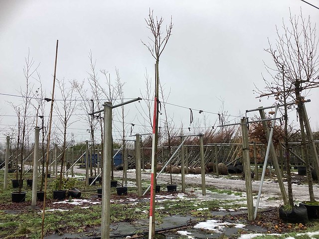 Bolcatalpa - dakboom - afbeelding 1 van  3