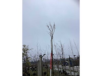 Bolcatalpa - dakboom - afbeelding 2 van  3