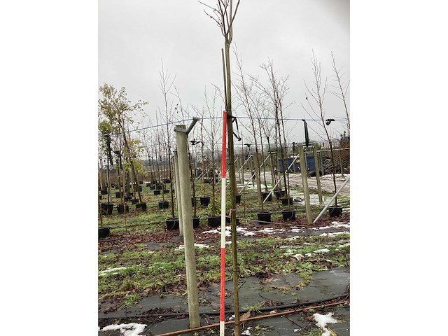 Bolcatalpa - dakboom - afbeelding 3 van  3