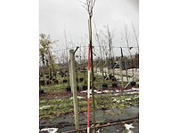 Bolcatalpa - dakboom - afbeelding 3 van  3