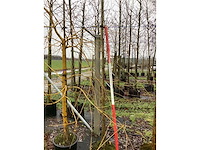 Bolcatalpa - vormboom - afbeelding 3 van  3