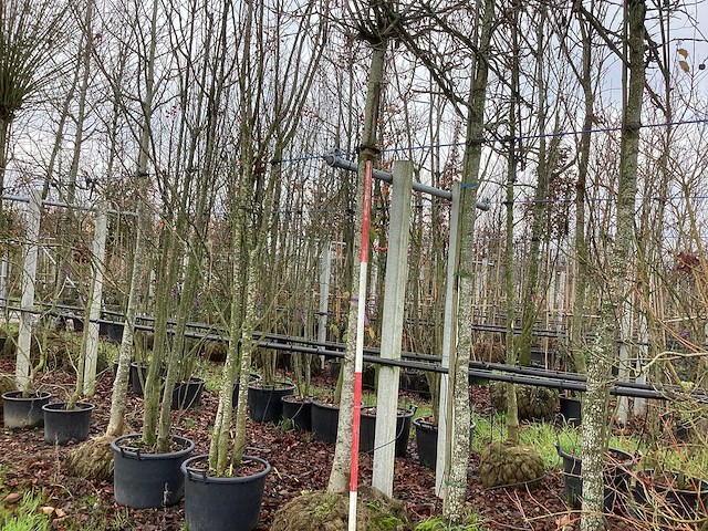 Bolesdoorn - bolboom - afbeelding 1 van  3