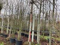 Bolesdoorn - bolboom - afbeelding 1 van  3