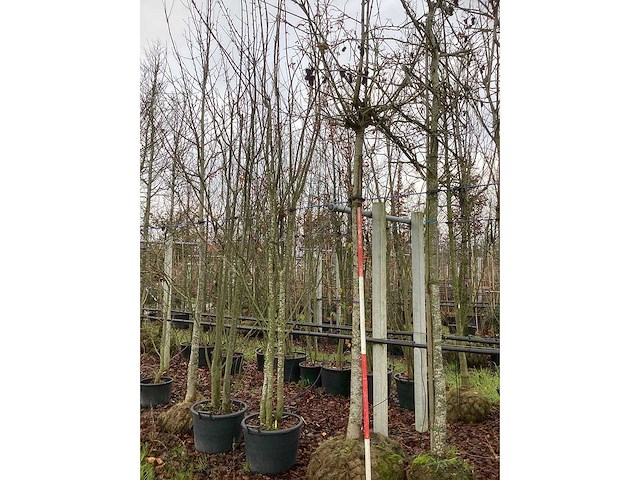 Bolesdoorn - bolboom - afbeelding 2 van  3