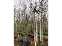 Bolesdoorn - bolboom - afbeelding 2 van  3