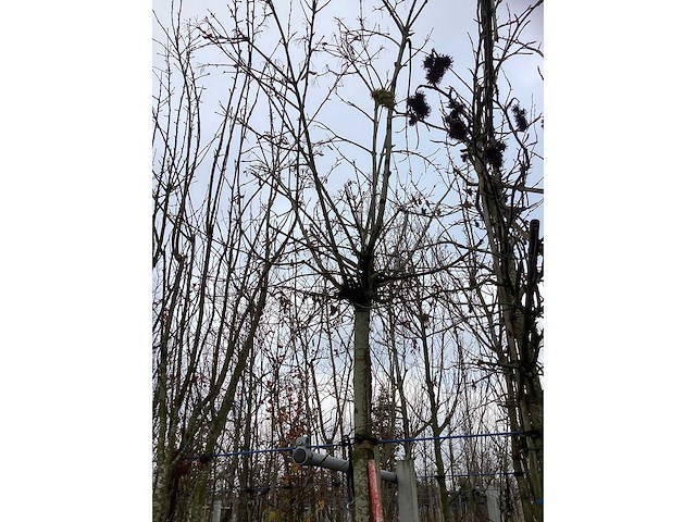 Bolesdoorn - bolboom - afbeelding 3 van  3