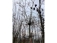 Bolesdoorn - bolboom - afbeelding 3 van  3