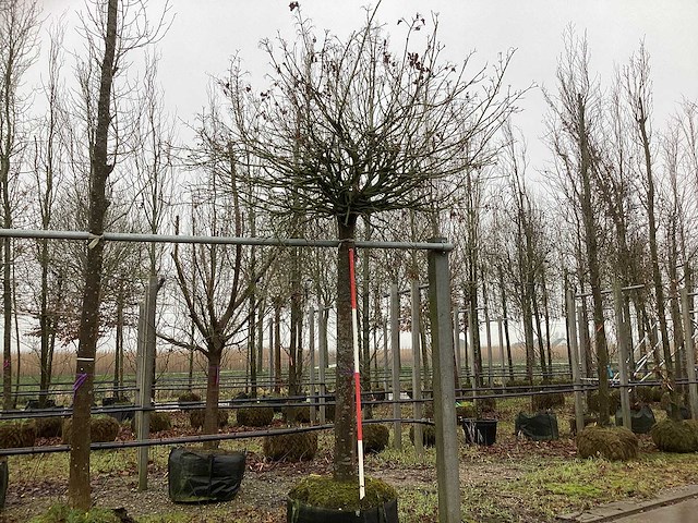 Bolesdoorn - bolboom - afbeelding 1 van  3