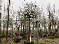 Bolesdoorn - bolboom - afbeelding 1 van  3