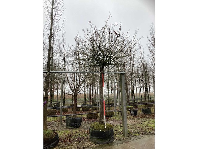 Bolesdoorn - bolboom - afbeelding 2 van  3