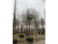 Bolesdoorn - bolboom - afbeelding 2 van  3