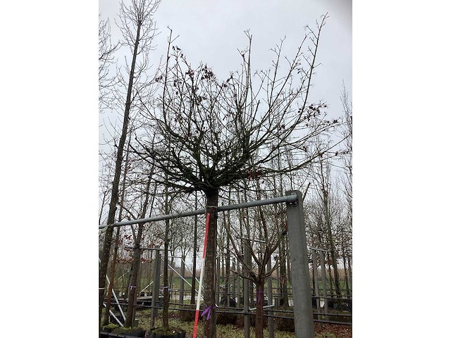 Bolesdoorn - bolboom - afbeelding 3 van  3