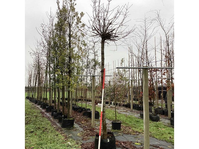 Bolesdoorn - bolboom - afbeelding 1 van  3