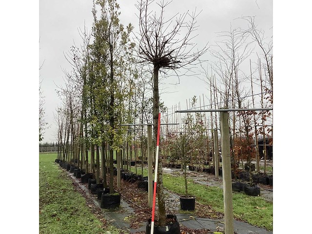 Bolesdoorn - bolboom - afbeelding 2 van  3