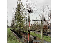 Bolesdoorn - bolboom - afbeelding 2 van  3