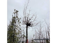 Bolesdoorn - bolboom - afbeelding 3 van  3