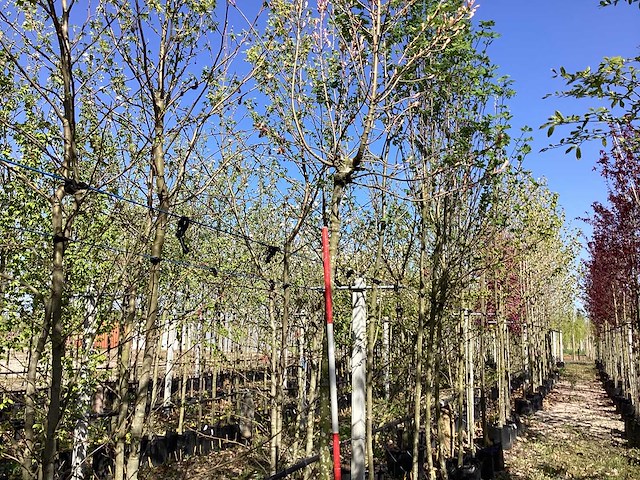 Bolesdoorn - bolboom - afbeelding 1 van  2