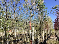 Bolesdoorn - bolboom - afbeelding 1 van  2