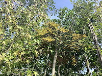 Bolesdoorn - bolboom - afbeelding 1 van  2