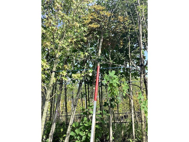 Bolesdoorn - bolboom - afbeelding 2 van  2