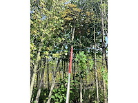 Bolesdoorn - bolboom - afbeelding 2 van  2