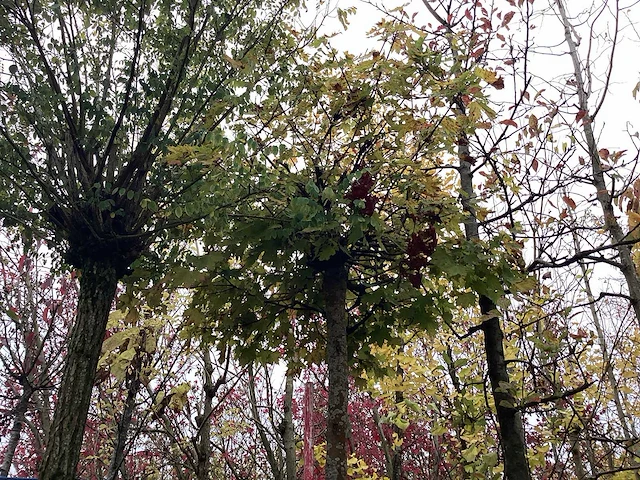 Bolesdoorn - bolboom - afbeelding 1 van  3