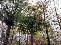 Bolesdoorn - bolboom