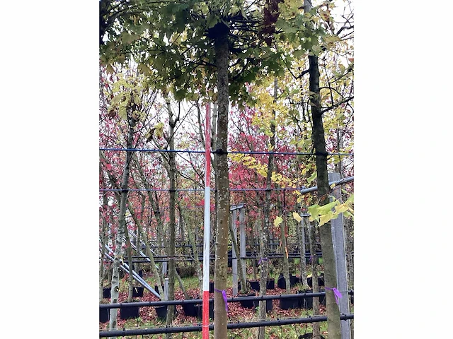 Bolesdoorn - bolboom - afbeelding 2 van  3