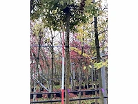 Bolesdoorn - bolboom - afbeelding 2 van  3