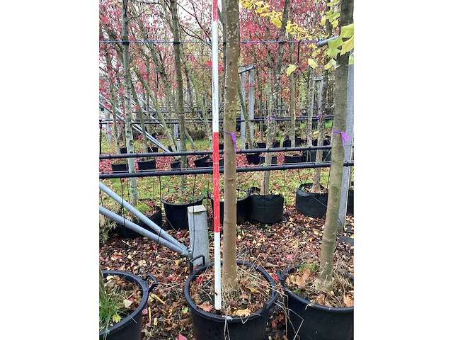 Bolesdoorn - bolboom - afbeelding 3 van  3