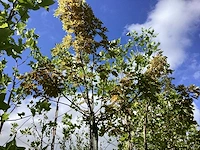 Bolesdoorn - bolboom