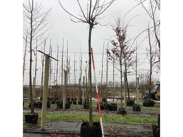 Bolesdoorn - dakboom - afbeelding 1 van  3