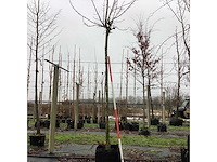 Bolesdoorn - dakboom - afbeelding 1 van  3