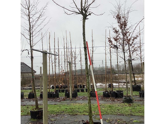 Bolesdoorn - dakboom - afbeelding 2 van  3