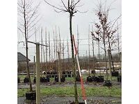 Bolesdoorn - dakboom - afbeelding 2 van  3