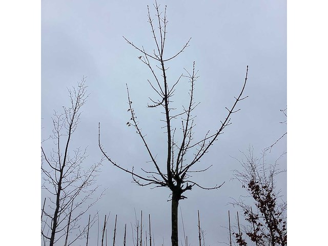 Bolesdoorn - dakboom - afbeelding 3 van  3