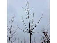 Bolesdoorn - dakboom - afbeelding 3 van  3