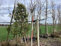 Bolesdoorn - vormbomen - afbeelding 1 van  2