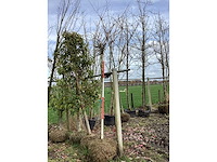 Bolesdoorn - vormbomen - afbeelding 2 van  2