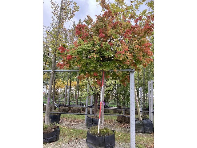 Bolesdoorn - vormboom - afbeelding 2 van  4