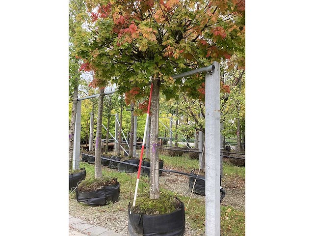 Bolesdoorn - vormboom - afbeelding 3 van  4