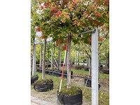 Bolesdoorn - vormboom - afbeelding 3 van  4