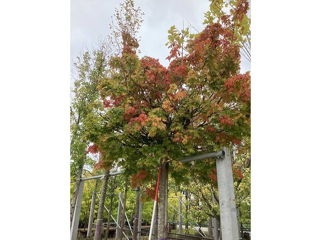 Bolesdoorn - vormboom - afbeelding 4 van  4