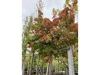 Bolesdoorn - vormboom - afbeelding 4 van  4