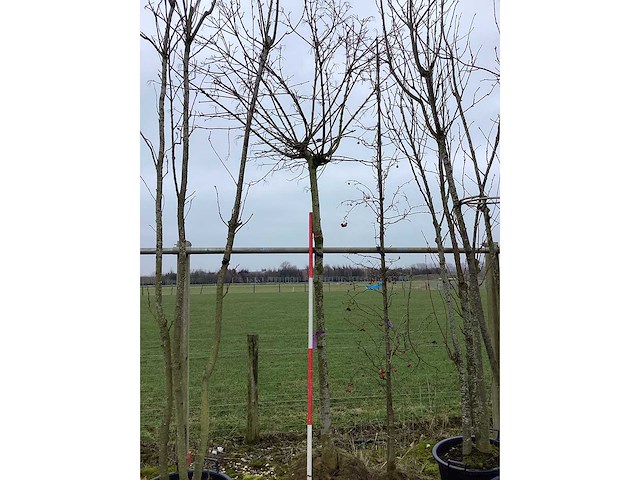 Bolesdoorn - vormboom - afbeelding 1 van  2