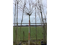 Bolesdoorn - vormboom - afbeelding 1 van  2